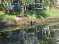 This is a bird that was just outside our house in Florida.